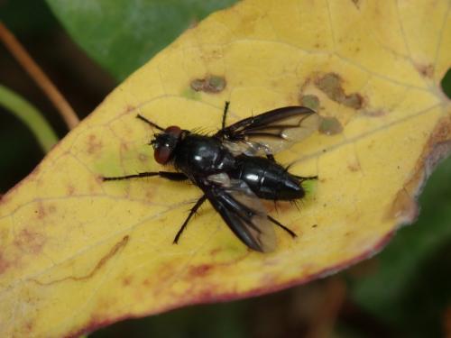 Réf. 216 423 : Nyctia halterata